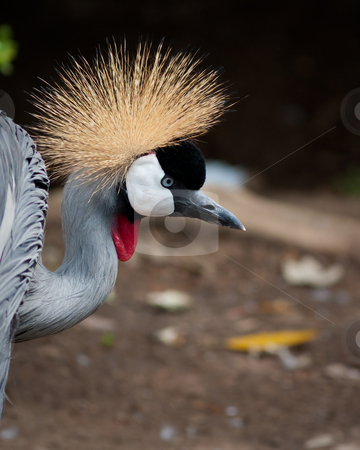 To use this stock image in your creative project, please select the size you need over to the right and click the "Add to Cart" button.
Your downloaded image will come with the Cutcaster watermark removed so don’t worry about the watermark you see on this page. East African Crowned Crane stock photo, East African Crowned Crane in captivity at a zoo by Jean-Edouard Rozey