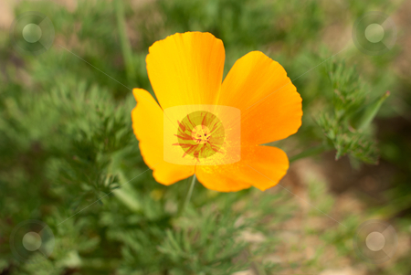 To use this stock image in your creative project, please select the size you need over to the right and click the "Add to Cart" button.
Your downloaded image will come with the Cutcaster watermark removed so don’t worry about the watermark you see on this page. Orange Poppie stock photo, Top view of an orange poppie flower using a selective focus effect. by Homydesign