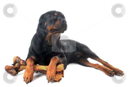 To use this stock image in your creative project, please select the size you need over to the right and click the "Add to Cart" button.
Your downloaded image will come with the Cutcaster watermark removed so don’t worry about the watermark you see on this page. Rottweiler stock photo, portrait of a purebred rottweiler with bone in front of white background by Bonzami Emmanuelle