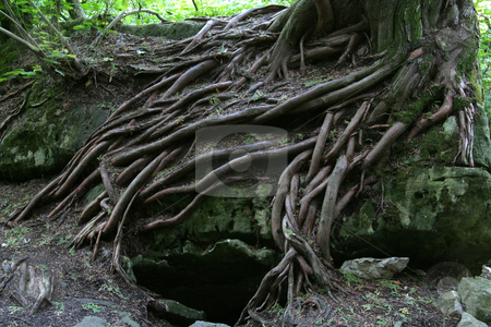 To use this stock image in your creative project, please select the size you need over to the right and click the "Add to Cart" button.
Your downloaded image will come with the Cutcaster watermark removed so don’t worry about the watermark you see on this page. Magical Tree Roots stock photo, The magical tree roots of a tree growing on the rocks of the Niagara Escarpment. Shot at the Bruce Caves, near Wiarton, Ontario Canada. by Chris Hill