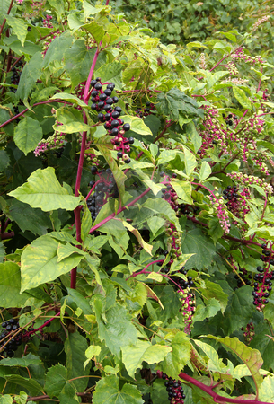 To use this stock image in your creative project, please select the size you need over to the right and click the "Add to Cart" button.
Your downloaded image will come with the Cutcaster watermark removed so don’t worry about the watermark you see on this page. Pokeweed Plant stock photo, Flowers, green unripe berries and purplish-black ripe fruits of Pokeweed, Phytolacca americana. by Kathy Piper