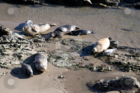 To use this stock image in your creative project, please select the size you need over to the right and click the "Add to Cart" button.
Your downloaded image will come with the Cutcaster watermark removed so don’t worry about the watermark you see on this page. Baby and Mama Seals stock photo, Mama Seals with their Baby Seals at the Carpinteria Seal Sanctuary by Henrik Lehnerer