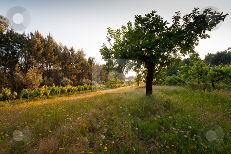 To use this stock image in your creative project, please select the size you need over to the right and click the "Add to Cart" button.
Your downloaded image will come with the Cutcaster watermark removed so don’t worry about the watermark you see on this page. Sunset on Vineyard stock photo, Scenic of silhouette tree on vineyard during sunset by Paulo M.F. Pires
