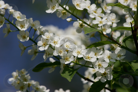 To use this stock image in your creative project, please select the size you need over to the right and click the "Add to Cart" button.
Your downloaded image will come with the Cutcaster watermark removed so don’t worry about the watermark you see on this page. Wild cherry (Prunus avium) stock photo, Wild cherry flowers (Prunus avium) in the spring by Torsten Dietrich