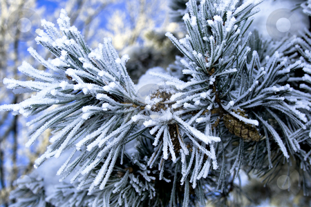 To use this stock image in your creative project, please select the size you need over to the right and click the "Add to Cart" button.
Your downloaded image will come with the Cutcaster watermark removed so don’t worry about the watermark you see on this page. Pine tree branches stock photo, Pine tree branches covered with snowfrost by Tatjana Keisa