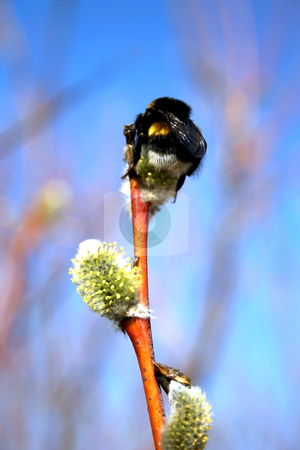 To use this stock image in your creative project, please select the size you need over to the right and click the "Add to Cart" button.
Your downloaded image will come with the Cutcaster watermark removed so don’t worry about the watermark you see on this page. Bumble-bee on a pussy-willow stock photo, Bumble-bee on a pussy-willow branch on a sky background by Tatjana Keisa