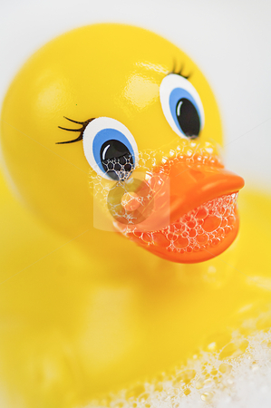 To use this stock image in your creative project, please select the size you need over to the right and click the "Add to Cart" button.
Your downloaded image will come with the Cutcaster watermark removed so don’t worry about the watermark you see on this page. Bathtime bubbles with a Rubber Ducky stock photo, Fun bathtime with a closeup of a yellow rubber ducky in a bathtub full of water and soapy bubbles. by thisboy
