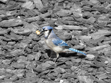 To use this stock image in your creative project, please select the size you need over to the right and click the "Add to Cart" button.
Your downloaded image will come with the Cutcaster watermark removed so don’t worry about the watermark you see on this page. Blue Jay on black and white background stock photo, Blue Jay on black and white background by CHERYL LAFOND