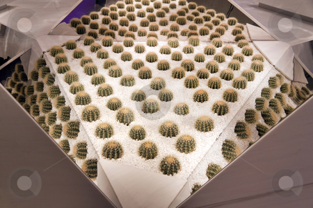 To use this stock image in your creative project, please select the size you need over to the right and click the "Add to Cart" button.
Your downloaded image will come with the Cutcaster watermark removed so don’t worry about the watermark you see on this page. Mirrored Cactuses stock photo, Mirrored cactuses in a bed of white rocks by Kevin Tietz