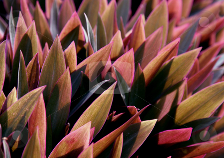 To use this stock image in your creative project, please select the size you need over to the right and click the "Add to Cart" button.
Your downloaded image will come with the Cutcaster watermark removed so don’t worry about the watermark you see on this page. Purlplish Tropical Leaves stock photo, Backlit Purlplish Tropical Leaves by Chris Hill