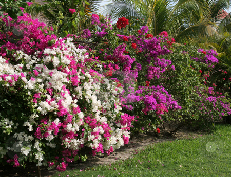 To use this stock image in your creative project, please select the size you need over to the right and click the "Add to Cart" button.
Your downloaded image will come with the Cutcaster watermark removed so don’t worry about the watermark you see on this page. Mexican Garden stock photo, A tropical garden featuring a row of flowers.
by Chris Hill