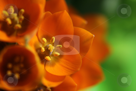 To use this stock image in your creative project, please select the size you need over to the right and click the "Add to Cart" button.
Your downloaded image will come with the Cutcaster watermark removed so don’t worry about the watermark you see on this page. Orange Star Bouquet stock photo, A close-up of an Orange Star flower. (ornithogalum dubium ) Shot with a shallow depth of field.
by Chris Hill