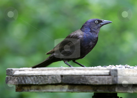 To use this stock image in your creative project, please select the size you need over to the right and click the "Add to Cart" button.
Your downloaded image will come with the Cutcaster watermark removed so don’t worry about the watermark you see on this page. Feeding Common Grackle stock photo, A Common Grackle (Quiscalus quiscula) sitting at a bird feeder. by Chris Hill