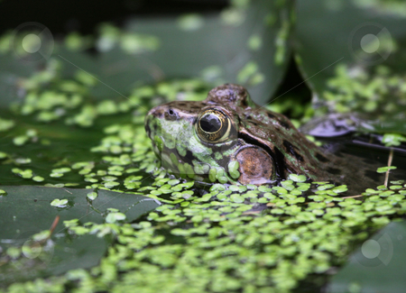 To use this stock image in your creative project, please select the size you need over to the right and click the "Add to Cart" button.
Your downloaded image will come with the Cutcaster watermark removed so don’t worry about the watermark you see on this page. Waiting Bullfrog stock photo, A bullfrog (Rana catesbeiana) peaking through weeds in a swamp.
by Chris Hill