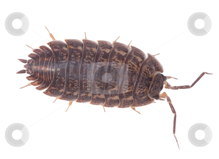 To use this stock image in your creative project, please select the size you need over to the right and click the "Add to Cart" button.
Your downloaded image will come with the Cutcaster watermark removed so don’t worry about the watermark you see on this page. Brown wood louse isolated on white background stock photo, Big brown wood louse is isolated on a white background by Alexey Romanov