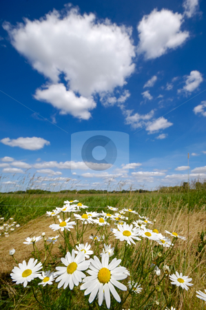 To use this stock image in your creative project, please select the size you need over to the right and click the "Add to Cart" button.
Your downloaded image will come with the Cutcaster watermark removed so don’t worry about the watermark you see on this page. Chamomile flowers stock photo, Chamomile flowers on field with blue and cloudy sky. by Lars Christensen