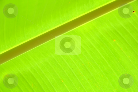 To use this stock image in your creative project, please select the size you need over to the right and click the "Add to Cart" button.
Your downloaded image will come with the Cutcaster watermark removed so don’t worry about the watermark you see on this page. Green leaf stock photo, Green leaf of banana tree by phanlop88