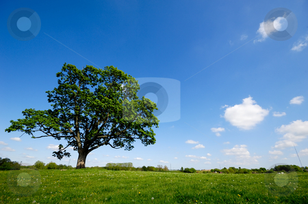 To use this stock image in your creative project, please select the size you need over to the right and click the "Add to Cart" button.
Your downloaded image will come with the Cutcaster watermark removed so don’t worry about the watermark you see on this page. Tree stock photo, Tree on green meadow by Lars Christensen