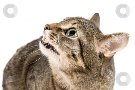 To use this stock image in your creative project, please select the size you need over to the right and click the "Add to Cart" button.
Your downloaded image will come with the Cutcaster watermark removed so don’t worry about the watermark you see on this page. Angry cat stock photo, Bare one's teeth Cat on white by olinchuk