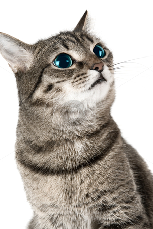 To use this stock image in your creative project, please select the size you need over to the right and click the "Add to Cart" button.
Your downloaded image will come with the Cutcaster watermark removed so don’t worry about the watermark you see on this page. Cat with green eyes stock photo, Cat with green eyes on white by olinchuk