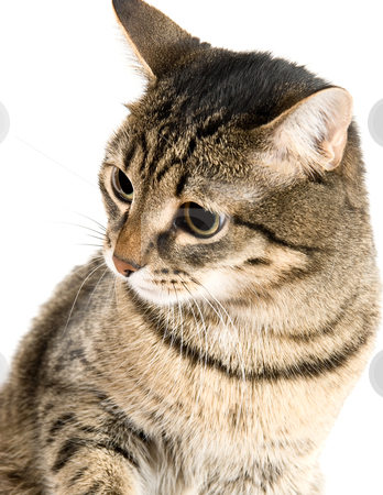 To use this stock image in your creative project, please select the size you need over to the right and click the "Add to Cart" button.
Your downloaded image will come with the Cutcaster watermark removed so don’t worry about the watermark you see on this page. Portrait of Cat stock photo, Portrait of Cat on white background by olinchuk