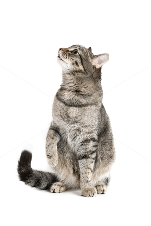 To use this stock image in your creative project, please select the size you need over to the right and click the "Add to Cart" button.
Your downloaded image will come with the Cutcaster watermark removed so don’t worry about the watermark you see on this page. Sitting Cat stock photo, Sitting Cat isolated on white by olinchuk