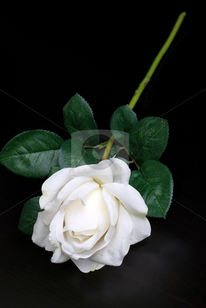 To use this stock image in your creative project, please select the size you need over to the right and click the "Add to Cart" button.
Your downloaded image will come with the Cutcaster watermark removed so don’t worry about the watermark you see on this page. White single rose stock photo, White single rose on a dark background by olinchuk