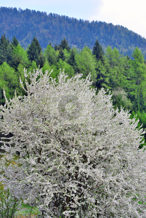 To use this stock image in your creative project, please select the size you need over to the right and click the "Add to Cart" button.
Your downloaded image will come with the Cutcaster watermark removed so don’t worry about the watermark you see on this page. Cherry blossoms stock photo, cherry tree with the background mountain forest of spruce and pine by freeteo