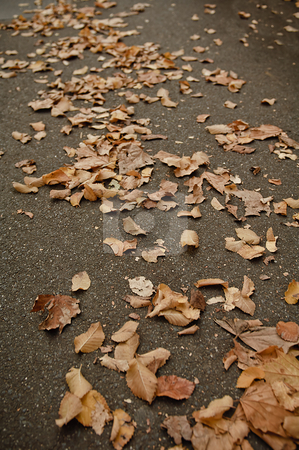 To use this stock image in your creative project, please select the size you need over to the right and click the "Add to Cart" button.
Your downloaded image will come with the Cutcaster watermark removed so don’t worry about the watermark you see on this page. Fall stock photo, Fallen leaves on the sidewalk by thisboy