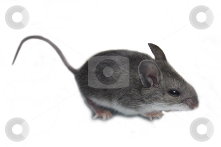 To use this stock image in your creative project, please select the size you need over to the right and click the "Add to Cart" button.
Your downloaded image will come with the Cutcaster watermark removed so don’t worry about the watermark you see on this page. Mouse Isolated on White stock photo, A mouse (mus) isolated against a white background.
by Chris Hill