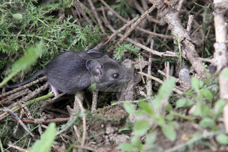 To use this stock image in your creative project, please select the size you need over to the right and click the "Add to Cart" button.
Your downloaded image will come with the Cutcaster watermark removed so don’t worry about the watermark you see on this page. Foraging Mouse stock photo, A mouse foraging on the ground. by Chris Hill