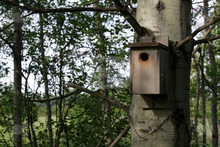 To use this stock image in your creative project, please select the size you need over to the right and click the "Add to Cart" button.
Your downloaded image will come with the Cutcaster watermark removed so don’t worry about the watermark you see on this page. Birdhouse on a Tree stock photo, A birdhouse nailed to a tree. by Chris Hill