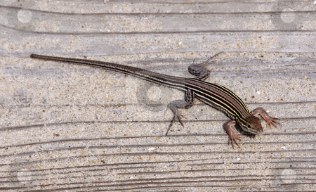 To use this stock image in your creative project, please select the size you need over to the right and click the "Add to Cart" button.
Your downloaded image will come with the Cutcaster watermark removed so don’t worry about the watermark you see on this page. Six-lined Racerunner stock photo, A Six-lined racerunner (Cnemidophorus sexlineatus), shot in the Outer Banks, North Carolina.
by Chris Hill