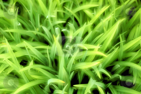 To use this stock image in your creative project, please select the size you need over to the right and click the "Add to Cart" button.
Your downloaded image will come with the Cutcaster watermark removed so don’t worry about the watermark you see on this page. Close up of grass stock photo, Multiple exposure of green grass, nature stock photography by Bryan Mullennix