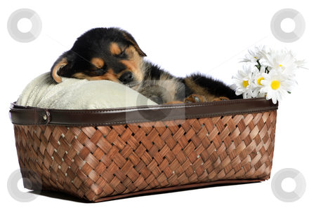 To use this stock image in your creative project, please select the size you need over to the right and click the "Add to Cart" button.
Your downloaded image will come with the Cutcaster watermark removed so don’t worry about the watermark you see on this page. Sleeping Puppy stock photo, A sleeping puppy is having a nap in a basket, isolated against a white background. by Richard Nelson