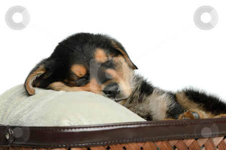 To use this stock image in your creative project, please select the size you need over to the right and click the "Add to Cart" button.
Your downloaded image will come with the Cutcaster watermark removed so don’t worry about the watermark you see on this page. Tired Puppy stock photo, Closeup view of a tired puppy dog having a nap, isolated against a white background. by Richard Nelson
