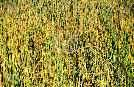 To use this stock image in your creative project, please select the size you need over to the right and click the "Add to Cart" button.
Your downloaded image will come with the Cutcaster watermark removed so don’t worry about the watermark you see on this page. Reeds on Lake stock photo, Pattern of reeds along bank of lake, nature stock photography by Bryan Mullennix