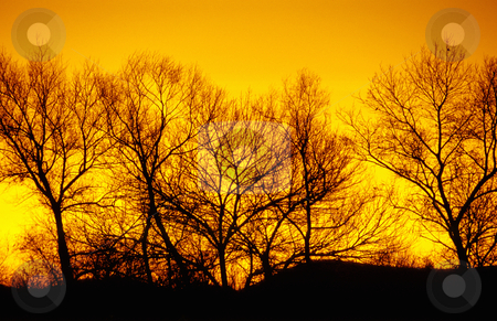 To use this stock image in your creative project, please select the size you need over to the right and click the "Add to Cart" button.
Your downloaded image will come with the Cutcaster watermark removed so don’t worry about the watermark you see on this page. Winter trees, sunset, nature stock photography stock photo, treeline at sunset, winter, Oregon, Willamette Valley, nature stock photography by Bryan Mullennix