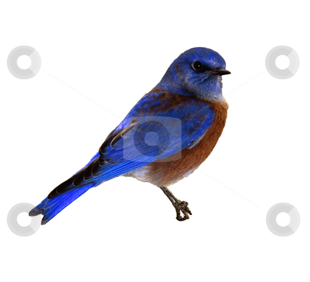 To use this stock image in your creative project, please select the size you need over to the right and click the "Add to Cart" button.
Your downloaded image will come with the Cutcaster watermark removed so don’t worry about the watermark you see on this page. Bird - Photo Object stock photo, Western Bluebird, includes clipping path by Bryan Mullennix