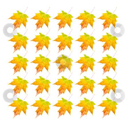 To use this stock image in your creative project, please select the size you need over to the right and click the "Add to Cart" button.
Your downloaded image will come with the Cutcaster watermark removed so don’t worry about the watermark you see on this page. Autumn Leaves - Photo Object stock photo, Multiple Autumn colored leaf, includes clipping path by Bryan Mullennix