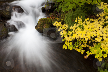 To use this stock image in your creative project, please select the size you need over to the right and click the "Add to Cart" button.
Your downloaded image will come with the Cutcaster watermark removed so don’t worry about the watermark you see on this page. Autumn Waterfall, nature stock photography stock photo, Long exposure of a waterfall and autumn colored leaves in the Columbia Gorge area of Oregon by Bryan Mullennix