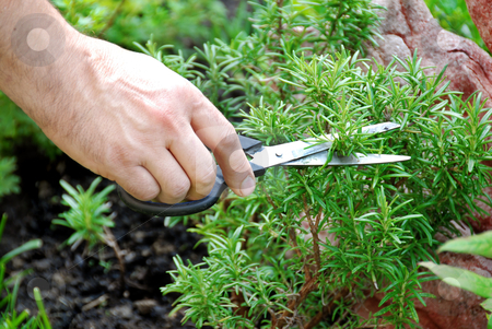 To use this stock image in your creative project, please select the size you need over to the right and click the "Add to Cart" button.
Your downloaded image will come with the Cutcaster watermark removed so don’t worry about the watermark you see on this page. Rosemary seasoning garden stock photo, hand cutting a green fresh rosemary branch in seasoning garden by Julija Sapic