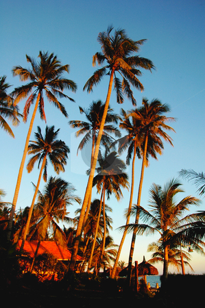 To use this stock image in your creative project, please select the size you need over to the right and click the "Add to Cart" button.
Your downloaded image will come with the Cutcaster watermark removed so don’t worry about the watermark you see on this page. Coconut trees at sunrise stock photo, Landscape of coconut trees in the golden sunlight at sunrise by John Young