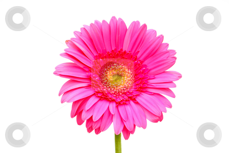 To use this stock image in your creative project, please select the size you need over to the right and click the "Add to Cart" button.
Your downloaded image will come with the Cutcaster watermark removed so don’t worry about the watermark you see on this page. Pink gerber stock photo, Flower of a pink gerber close-up isolated on white by Borislav Marinic