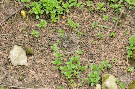 To use this stock image in your creative project, please select the size you need over to the right and click the "Add to Cart" button.
Your downloaded image will come with the Cutcaster watermark removed so don’t worry about the watermark you see on this page. Garter Snakes stock photo, A pile of garter snakes intertwined on the ground at a snake den. by Richard Nelson