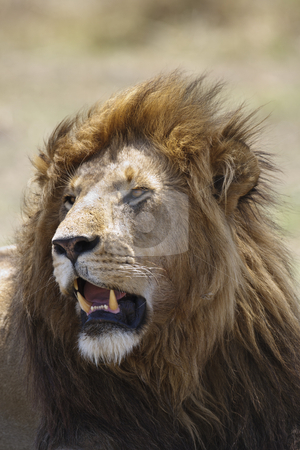 To use this stock image in your creative project, please select the size you need over to the right and click the "Add to Cart" button.
Your downloaded image will come with the Cutcaster watermark removed so don’t worry about the watermark you see on this page. King of Beasts stock photo, Portrait of a male lion, Maasai Mara National Reserve, Kenya, East Africa by mdphot