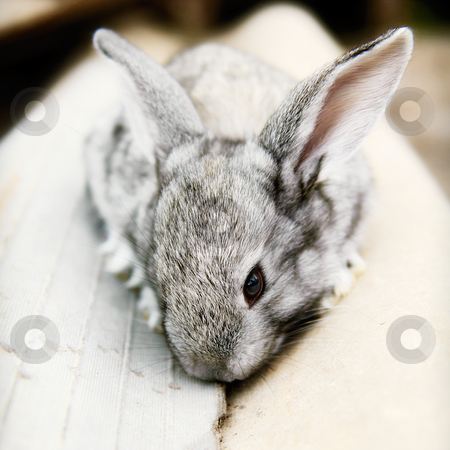 To use this stock image in your creative project, please select the size you need over to the right and click the "Add to Cart" button.
Your downloaded image will come with the Cutcaster watermark removed so don’t worry about the watermark you see on this page. Cute cudly baby pet bunny rabbit stock photo, Cute cudly baby grey pet bunny rabbit. by thisboy