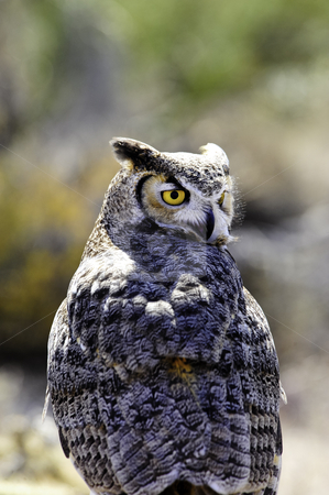 To use this stock image in your creative project, please select the size you need over to the right and click the "Add to Cart" button.
Your downloaded image will come with the Cutcaster watermark removed so don’t worry about the watermark you see on this page. Great Horned Owl stock photo, A portrait of a Great Horned Owl by Don Fink