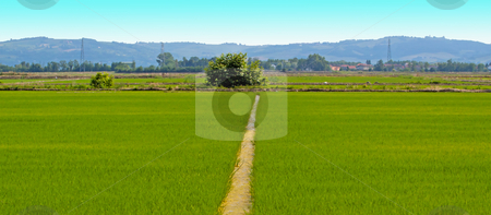 To use this stock image in your creative project, please select the size you need over to the right and click the "Add to Cart" button.
Your downloaded image will come with the Cutcaster watermark removed so don’t worry about the watermark you see on this page. Fields stock photo, A furrow cutting in the middle ofa rice field by Fabio Alcini