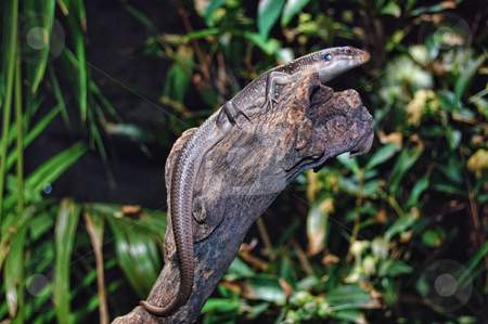 To use this stock image in your creative project, please select the size you need over to the right and click the "Add to Cart" button.
Your downloaded image will come with the Cutcaster watermark removed so don’t worry about the watermark you see on this page. Lizard / gecko on a dry log stock photo, A lizard / gecko lying on a dry log with green leaves at background by mroz